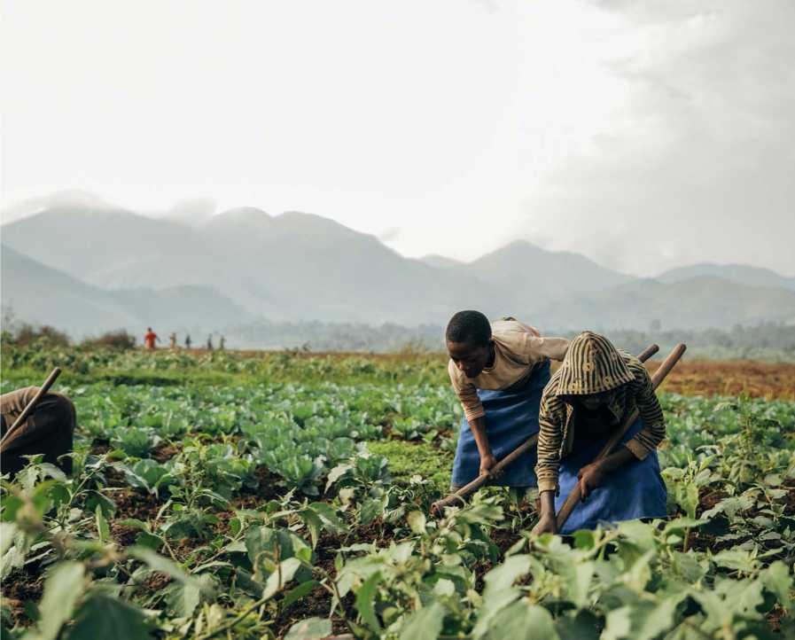 several women working together in a field